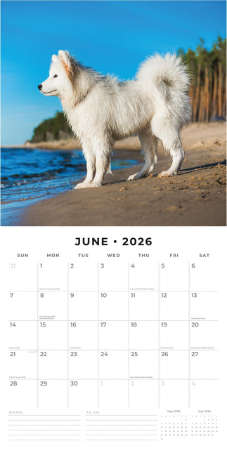 Red Robin Samojeed Kalender 2026