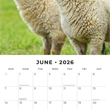 Red Robin Schapen Kalender 2026