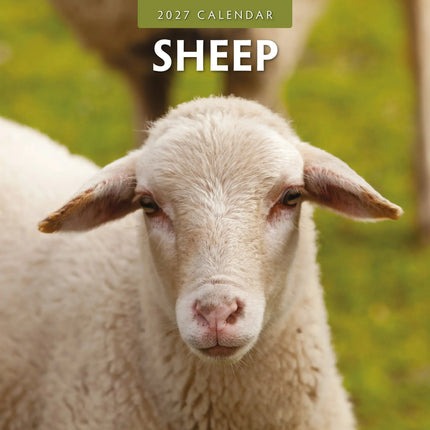 Red Robin Schapen Kalender 2027