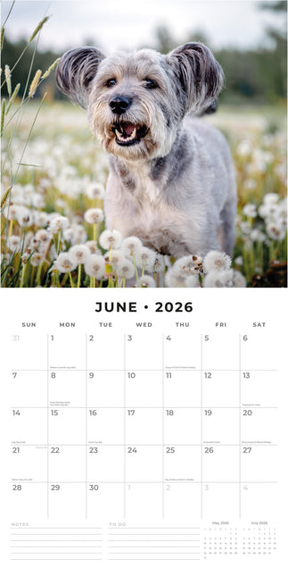 Red Robin Schnauzer Kalender 2026