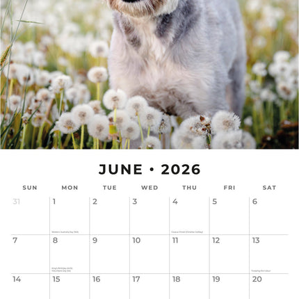 Red Robin Schnauzer Kalender 2026