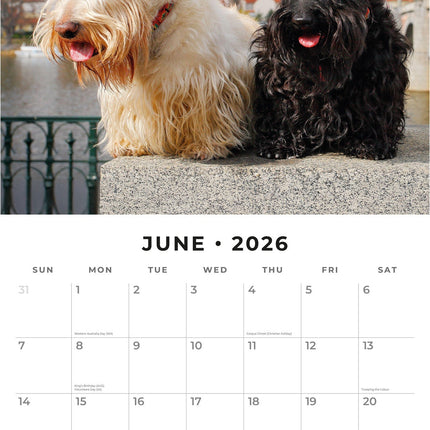 Red Robin Schotse Terrier Kalender 2026
