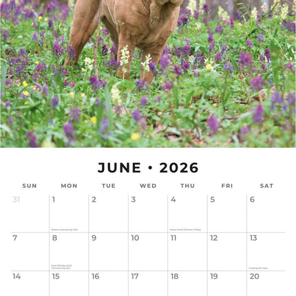 Red Robin Shar Pei Kalender 2026