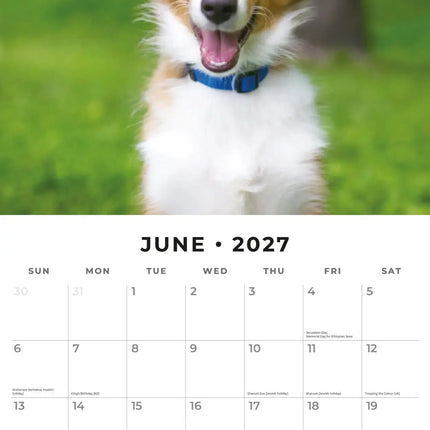 Red Robin Shetland Sheepdog Kalender 2027