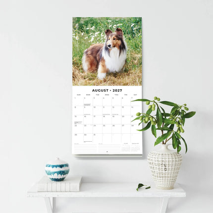 Red Robin Shetland Sheepdog Kalender 2027