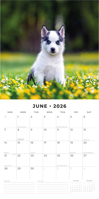 Red Robin Siberian Husky Kalender 2026