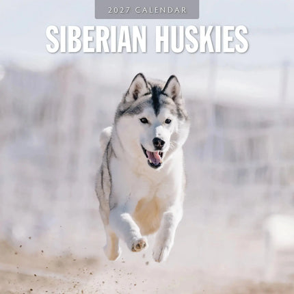 Red Robin Siberian Husky Kalender 2027