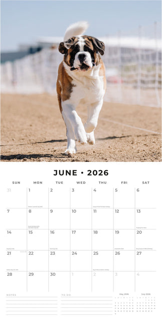 Red Robin Sint Bernard Kalender 2026