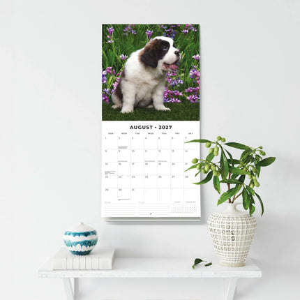 Red Robin Sint Bernard Kalender 2027