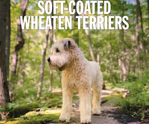 Softcoated Wheaten Terrier Calendar 2026 Buy? Quick and easy