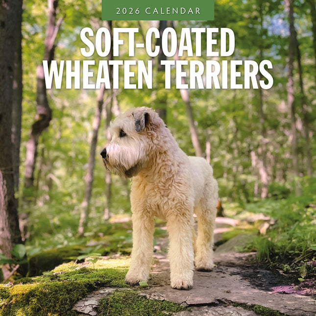 Red Robin Softcoated Wheaten Terrier Kalender 2026