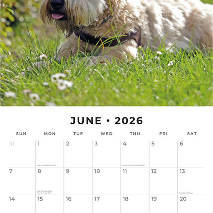 Red Robin Softcoated Wheaten Terrier Kalender 2026