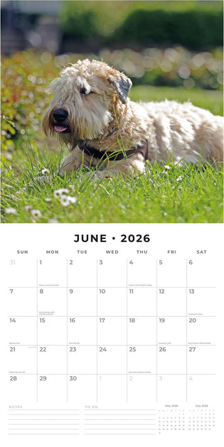 Red Robin Softcoated Wheaten Terrier Kalender 2026