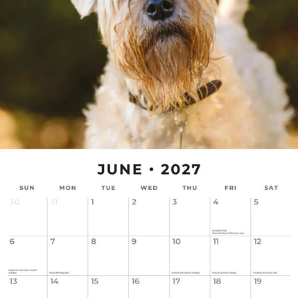 Red Robin Softcoated Wheaten Terrier Kalender 2027