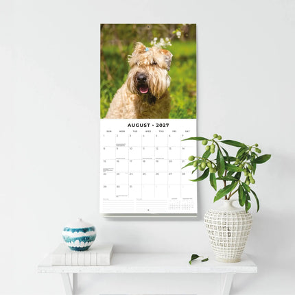 Red Robin Softcoated Wheaten Terrier Kalender 2027