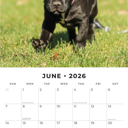 Red Robin Staffordshire Bull Terrier Puppies Kalender 2026