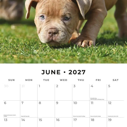 Red Robin Staffordshire Bull Terrier Puppies Kalender 2027