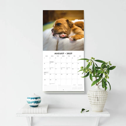 Red Robin Staffordshire Bull Terrier Puppies Kalender 2027