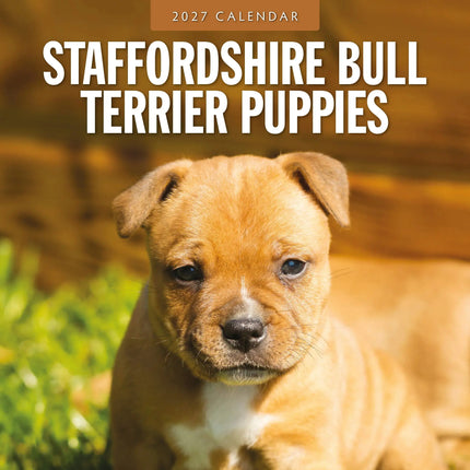 Red Robin Staffordshire Bull Terrier Puppies Kalender 2027