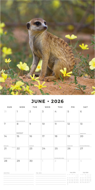 Red Robin Stokstaartjes Kalender 2026