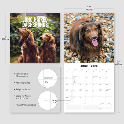 Red Robin Teckel Langhaar Kalender 2026