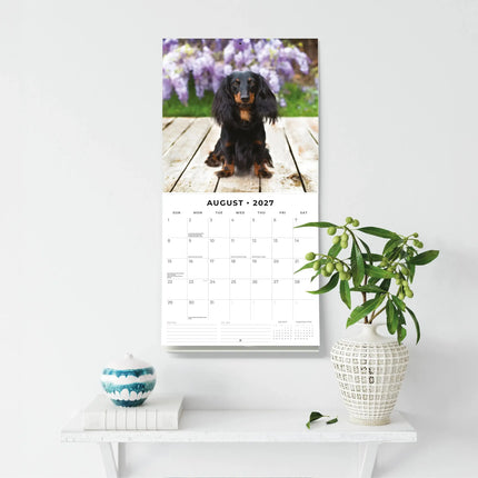 Red Robin Teckel Langhaar Kalender 2027