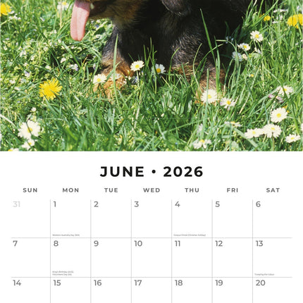 Red Robin Teckel Ruwhaar Kalender 2026