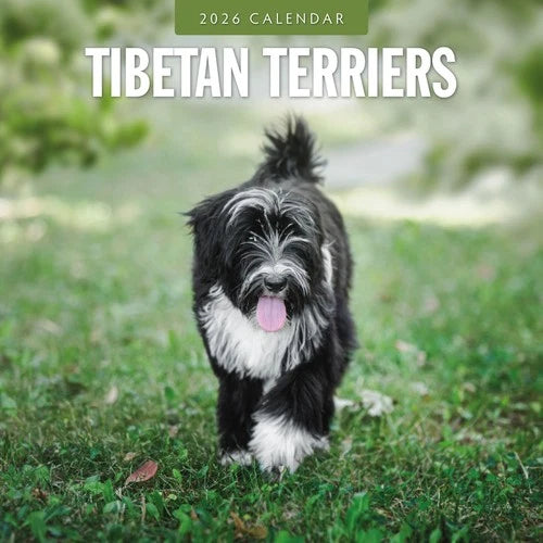 Red Robin Tibetaanse Terrier Kalender 2026