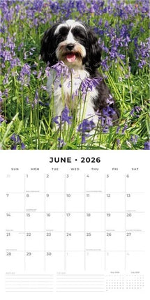 Red Robin Tibetaanse Terrier Kalender 2026