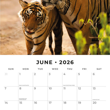 Red Robin Tijger Kalender 2026