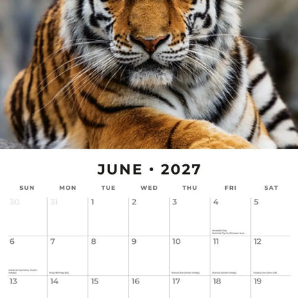 Red Robin Tijger Kalender 2027