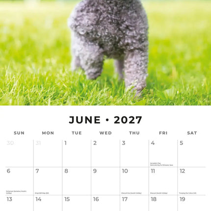 Red Robin Toy en Miniatuur Poedel Kalender 2027
