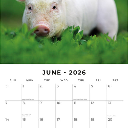 Red Robin Varken Kalender 2026