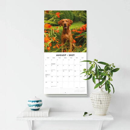 Red Robin Vizsla Kalender 2027