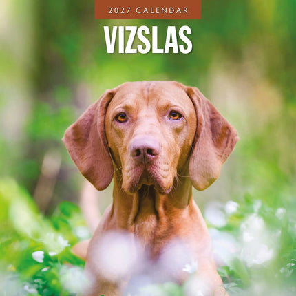 Red Robin Vizsla Kalender 2027