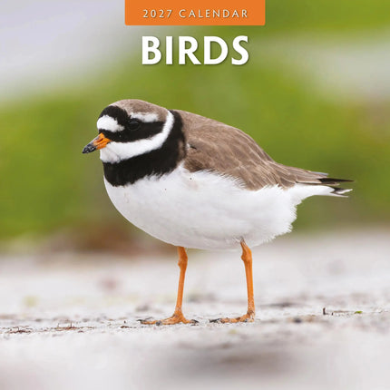 Red Robin Vogels Kalender 2027