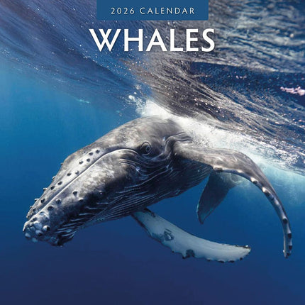 Red Robin Walvissen - Whales Kalender 2026