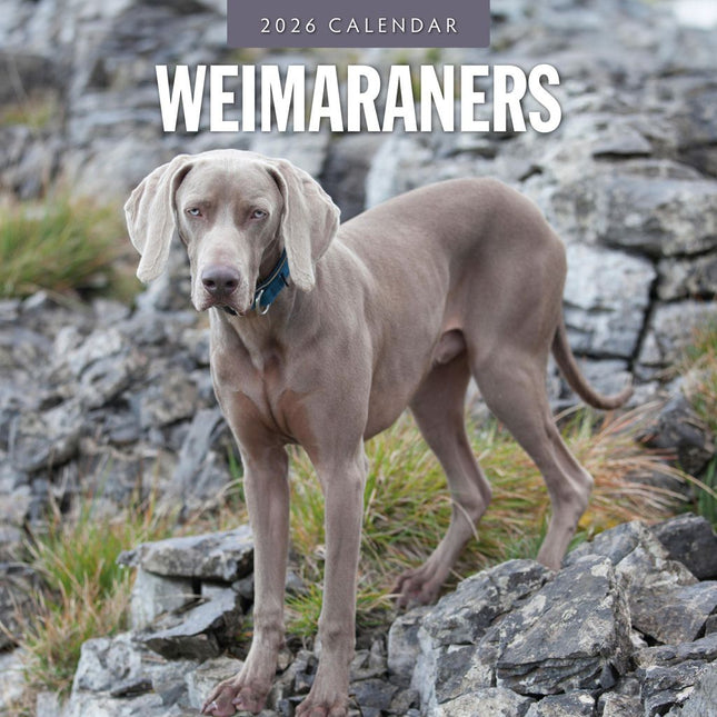 Red Robin Weimaraner Kalender 2026