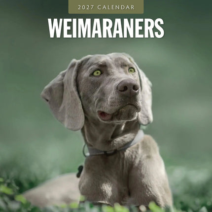 Red Robin Weimaraner Kalender 2027