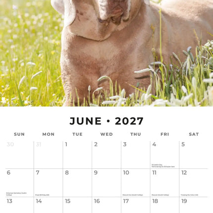 Red Robin Weimaraner Kalender 2027