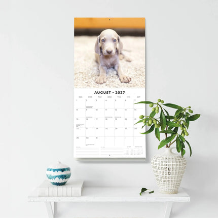 Red Robin Weimaraner Kalender 2027