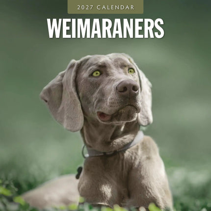Red Robin Weimaraner Kalender 2027