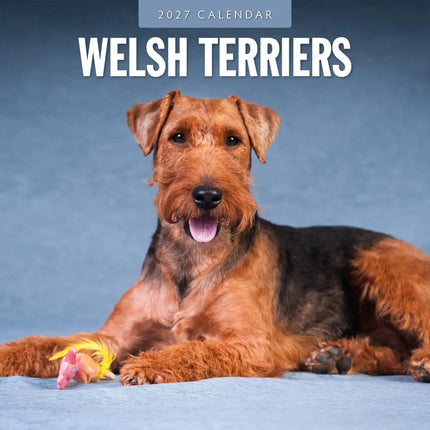 Red Robin Welsh Terrier Kalender 2027