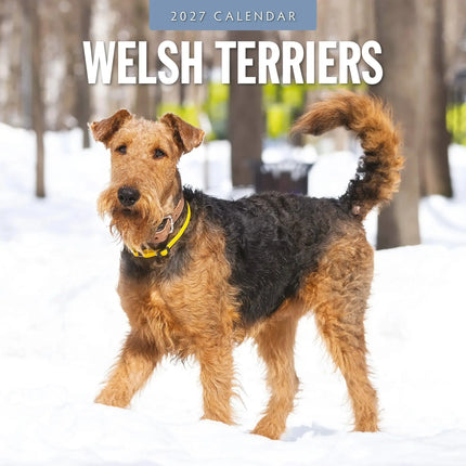Red Robin Welsh Terrier Kalender 2027
