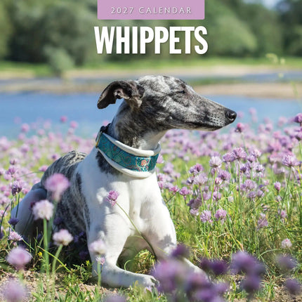 Red Robin Whippet Kalender 2027