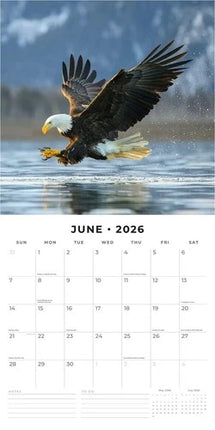 Red Robin Wildlife of America Kalender 2026