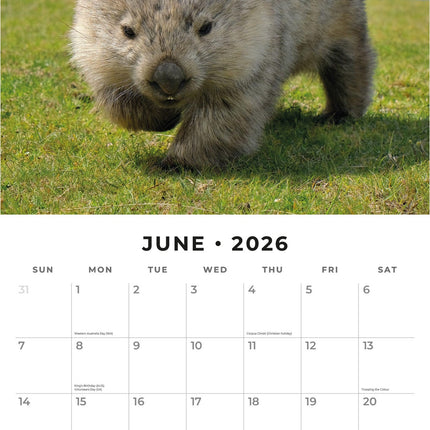 Red Robin Wildlife of Australia Kalender 2026