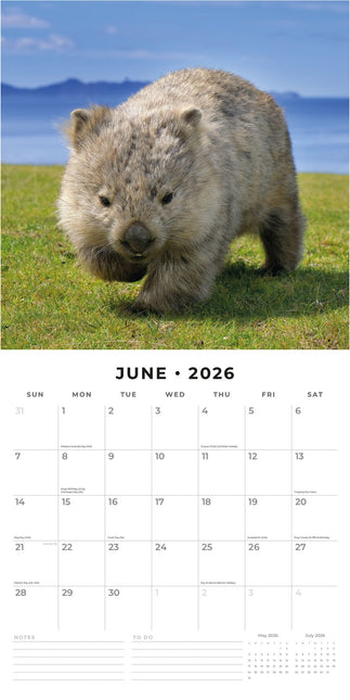 Red Robin Wildlife of Australia Kalender 2026