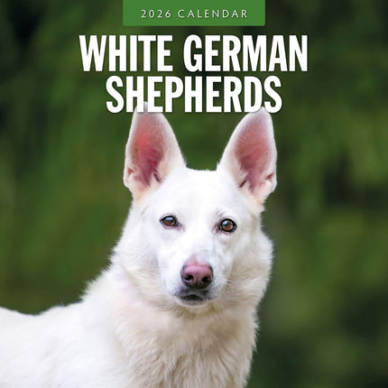 Red Robin Witte Herder Kalender 2026