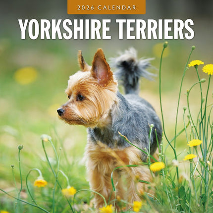 Red Robin Yorkshire Terrier Kalender 2026